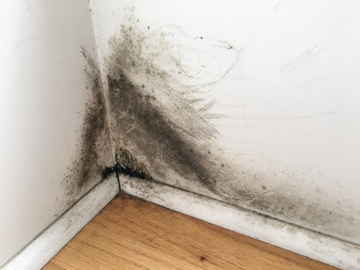 A black mold growing on the wall of a corner.